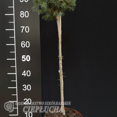 Picea abies 'Tompa'  -Ель обыкновенная - Picea abies 'Tompa'