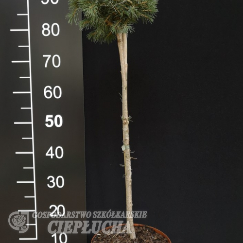 Picea abies 'Tompa' - Gemeine Fichte ; Zapfenfichte Herkunft ; Zapfen-Fichte - Picea abies 'Tompa'