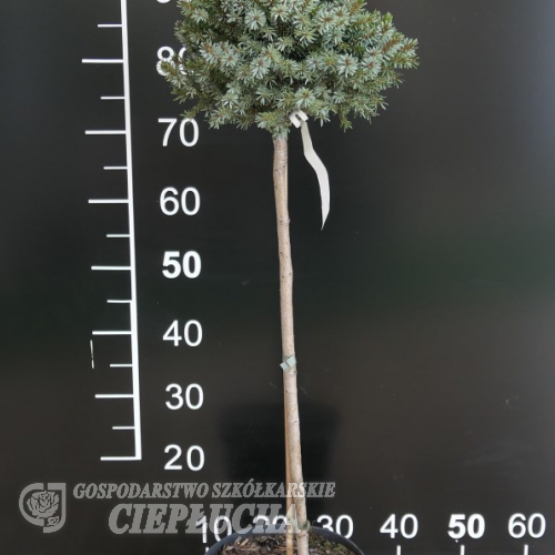 Picea omorika 'Frohnleiten' -Dwarf Serbian Spruce - Picea omorika 'Frohnleiten'