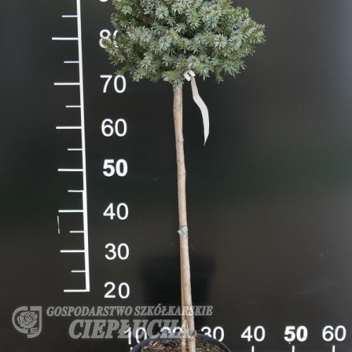 Picea omorika 'Frohnleiten' -Ель сербская - Picea omorika 'Frohnleiten'