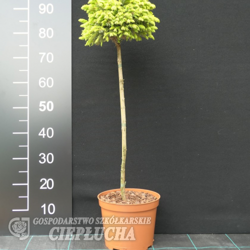 Picea omorika 'Pevé Tijn' - Ель сербская - Picea omorika 'Pevé Tijn'