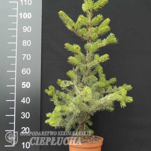 Picea polita - Eль японская - Picea polita