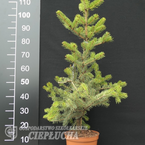 Picea polita - Tigerschwanz-Fichte - Picea polita