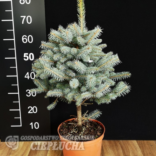 Picea pungens 'Glauca Colorado' - Eль колючая - Picea pungens 'Glauca Colorado'