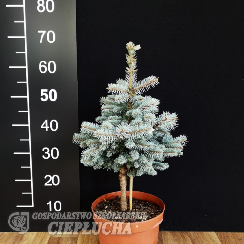 Picea pungens 'Jeddeloh' - Colorado Blue Spruce - Picea pungens 'Jeddeloh'