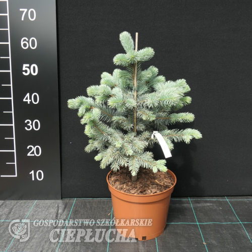 Picea pungens 'Oldenburg' - Colorado Blue Spruce - Picea pungens 'Oldenburg'