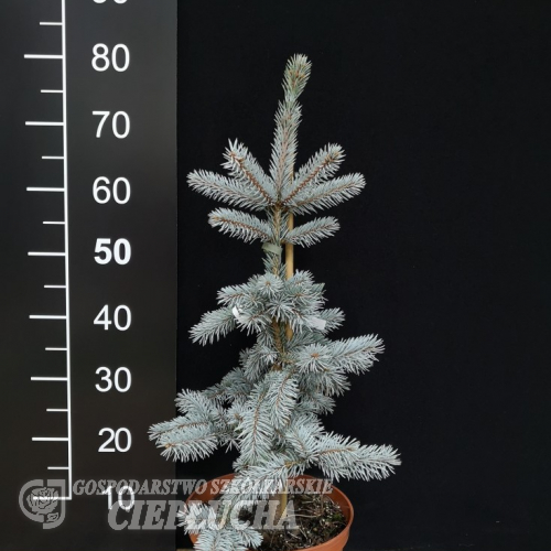 Picea pungens 'Spek' - Colorado Spruce - Picea pungens 'Spek'
