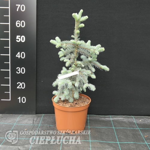 Picea pungens 'Vuyk' - Eль колючая - Picea pungens 'Vuyk'