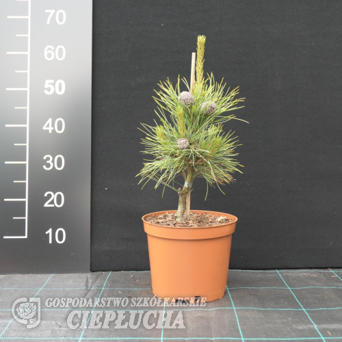 Pinus cembra  var. aurea - Swiss stone pine - Pinus cembra  var. aurea