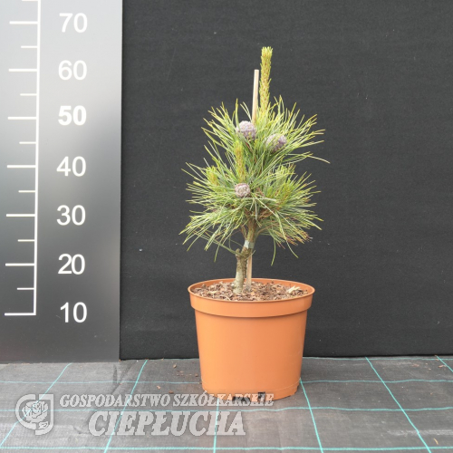 Pinus cembra  var. aurea - sosna limba - Pinus cembra  var. aurea
