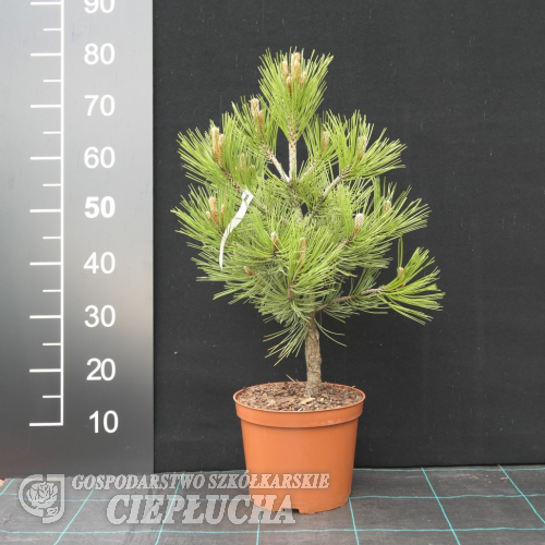 Pinus heldreichii 'Compact Gem' - Schlangenhaut-Kiefer - Pinus heldreichii 'Compact Gem'