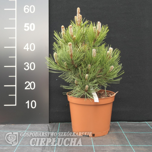 Pinus heldreichii 'Nana' - Zwerg-Schlangenhaut-Kiefer - Pinus heldreichii 'Nana' ; Pinus leucodermis