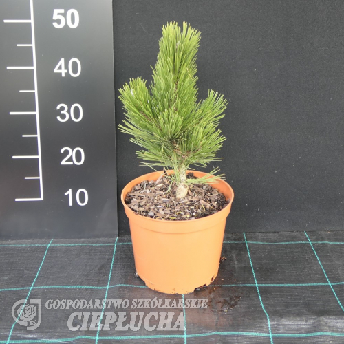 Pinus heldreichii 'Dark Green Ball' - Gold-tipped Bosnian Pine - Pinus heldreichii 'Dark Green Ball' ; Pinus leucodermis