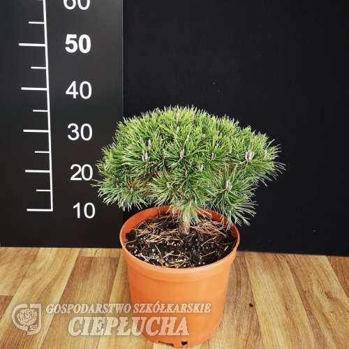 Pinus mugo 'Frank' – kosodrzewina - Pinus mugo 'Frank'