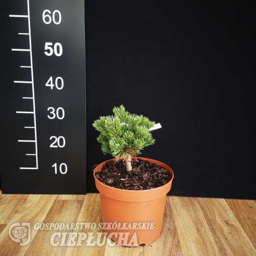 Pinus mugo 'Sherwood Compact' – kosodrzewina - Pinus mugo 'Sherwood Compact'