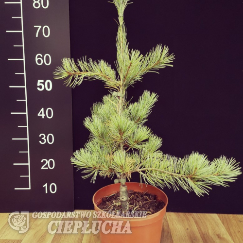 Pinus parviflora 'Blue Giant' - Cосна мелкоцветковая - Pinus parviflora 'Blue Giant'