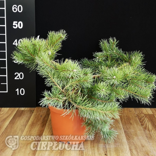 Pinus sylvestris 'Hillside Creeper' - sosna zwyczajna - Pinus sylvestris 'Hillside Creeper'
