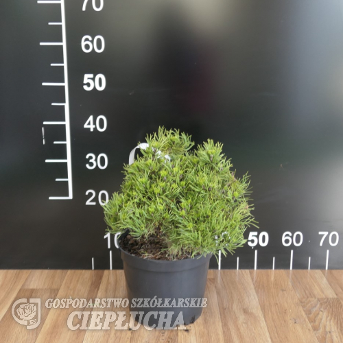 Pinus mugo 'Michal' - сосна горная - Pinus mugo 'Michal'