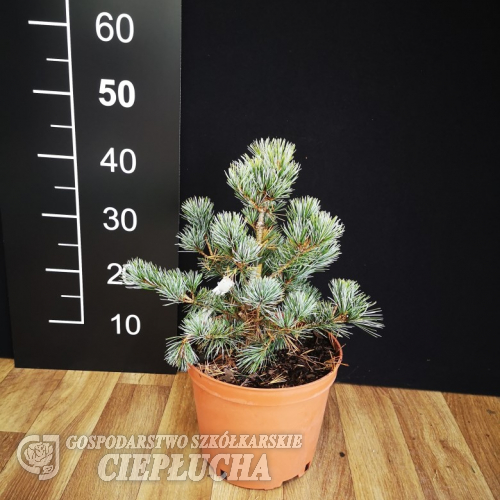 Pinus parviflora 'Compacta' - sosna drobnokwiatowa - Pinus parviflora 'Compacta'