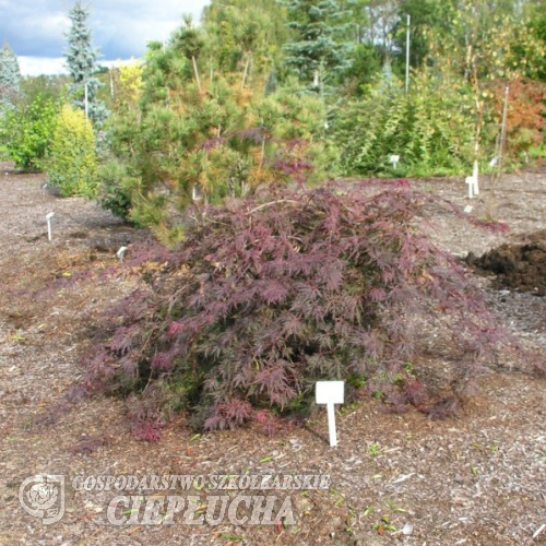Acer palmatum 'Crimson Princess' - Клен дланевидный - Acer palmatum 'Crimson Princess'