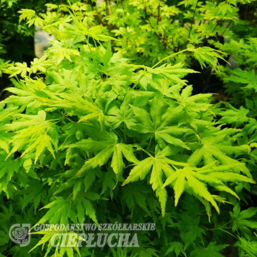 Acer palmatum 'Going Green' - klon palmowy - Acer palmatum 'Going Green'