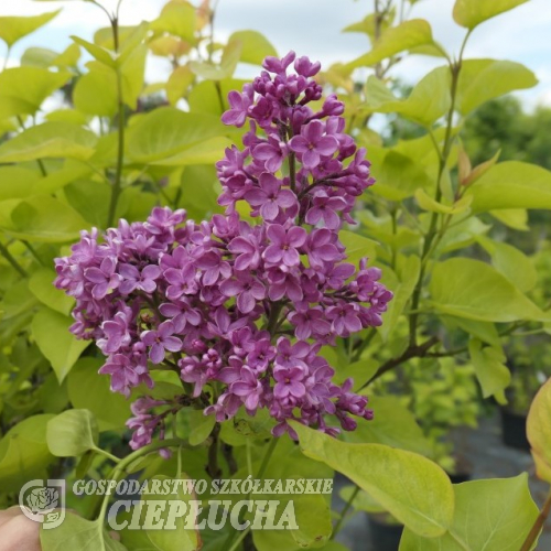 Syringa vulgaris 'Kardynal' - Lilak pospolity - Syringa vulgaris 'Kardynał'