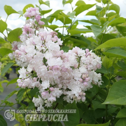 Syringa vulgaris 'Miss Ellen Willmott' - Lilac ; common lilac - Syringa vulgaris 'Miss Ellen Willmott'