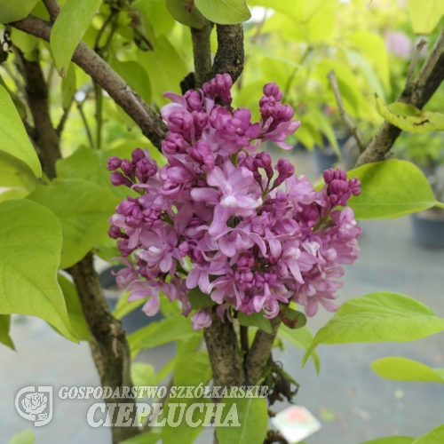 Syringa vulgaris 'Mrs Edward Harding' - Gemeiner Flieder ; Edelflieder - Syringa vulgaris 'Mrs Edward Harding'