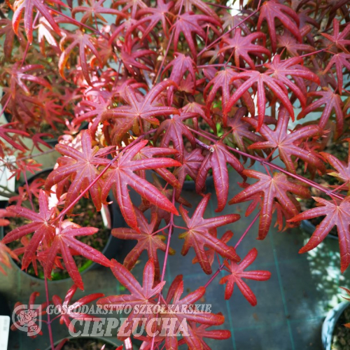 Acer palmatum 'Starfish' - Клён дланеви́дный - Acer palmatum 'Starfish'