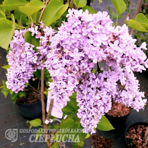 Syringa vulgaris 'Katherine Havemeyer' - Lilak pospolity - Syringa vulgaris 'Katherine Havemeyer'