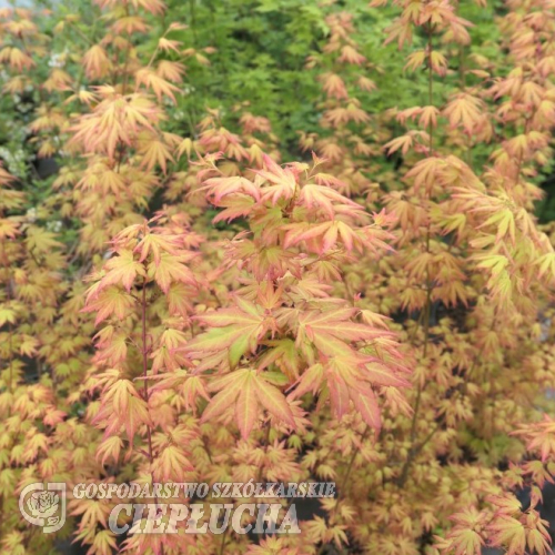 Acer palmatum 'Orange Dream' - klon palmowy - Acer palmatum 'Orange Dream'