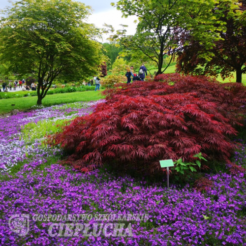 Acer palmatum 'Crimson Queen' - Клен дланевидный - Acer palmatum 'Crimson Queen'