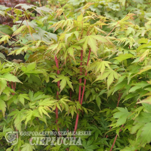 Acer palmatum 'Sangokaku' - klon palmowy - Acer palmatum 'Sangokaku'