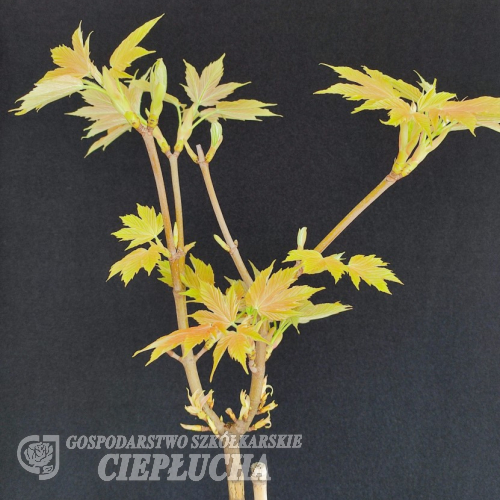 Acer pseudoplatanus  'Sunshine' - Sycamore Maple - Acer pseudoplatanus  'Sunshine'