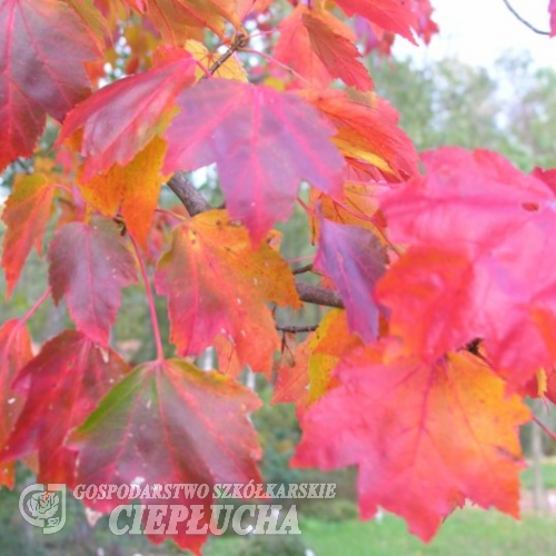 Acer rubrum 'Brandywine' - Клён кра́сный - Acer rubrum 'Brandywine'