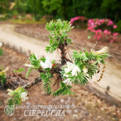 Caragana jubata - Карага́на - Caragana jubata