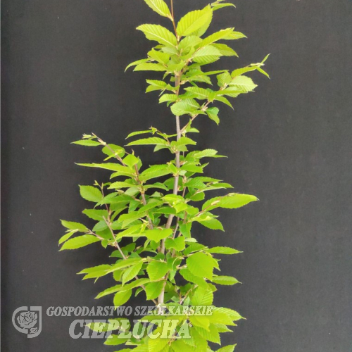 Carpinus betulus 'Fastigiata' - grab pospolity 'Fastigiata' - Carpinus betulus 'Fastigiata'