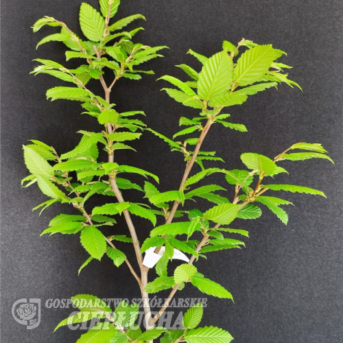 Carpinus betulus 'Frans Fontaine' - grab pospolity - Carpinus betulus 'Frans Fontaine'