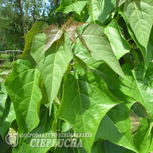 Catalpa fargesii f. duclouxii - Катальпа - Catalpa fargesii f. duclouxii