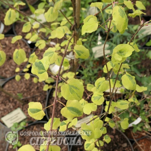 Cercidiphyllum japonicum 'Chameleon' - Багряник японский - Cercidiphyllum japonicum 'Chameleon'
