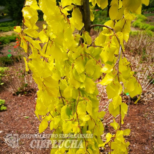 Fagus sylvatica 'Aurea Pendula' - Бук европе́йский ; бук лесно́й ; бук oбикновен - Fagus sylvatica 'Aurea Pendula'