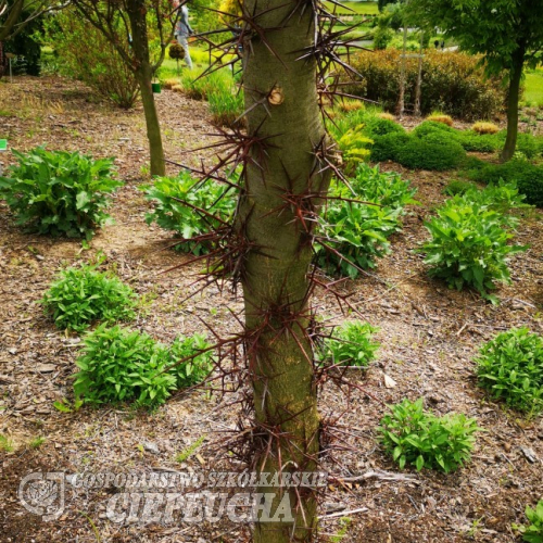 Gleditsia caspica - Гледичия каспийская - Gleditsia caspica