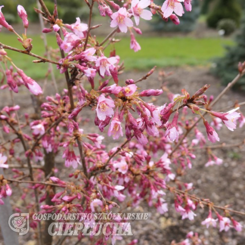 Prunus 'Okame' - Kirschbaum - Prunus 'Okame'
