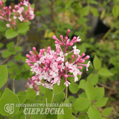 Syringa microphylla 'Superba' - lilak drobnolistny - Syringa microphylla 'Superba'