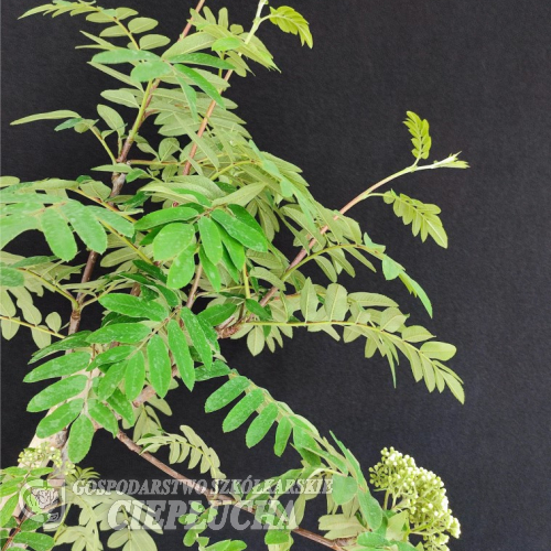 Sorbus decora - jarząb ozdobny - Sorbus decora