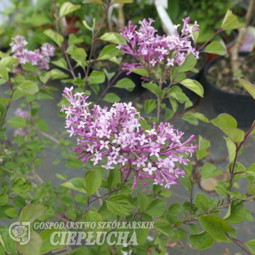 Syringa 'Red Pixie' - Lilac - Syringa 'Red Pixie'