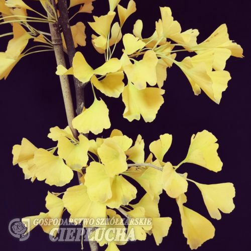 Ginkgo biloba 'Autumn Gold' - Ginkgo Tree ; maidenhair tree - Ginkgo biloba 'Autumn Gold'