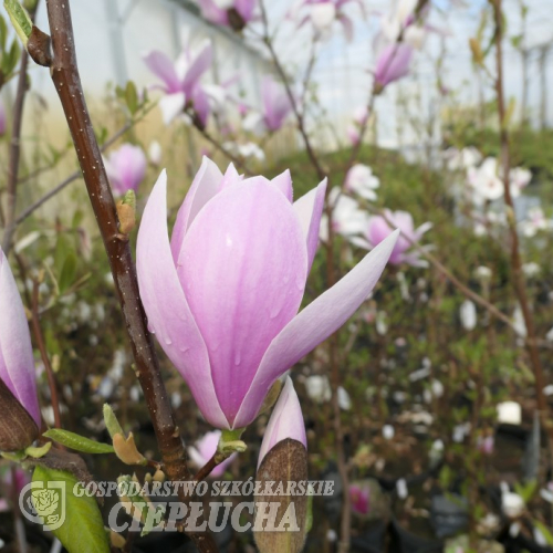 xsoulangeana 'Andre Leroy' - saucer magnolia - Magnolia xsoulangeana 'Andre Leroy'