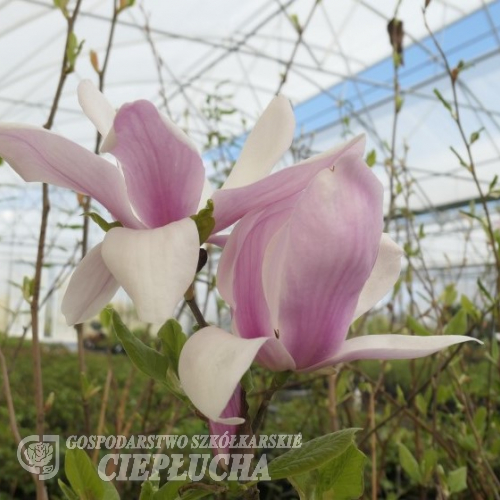 xsoulangeana 'Coates' - Tulpen-Magnolie - Magnolia x soulangeana 'Coates'