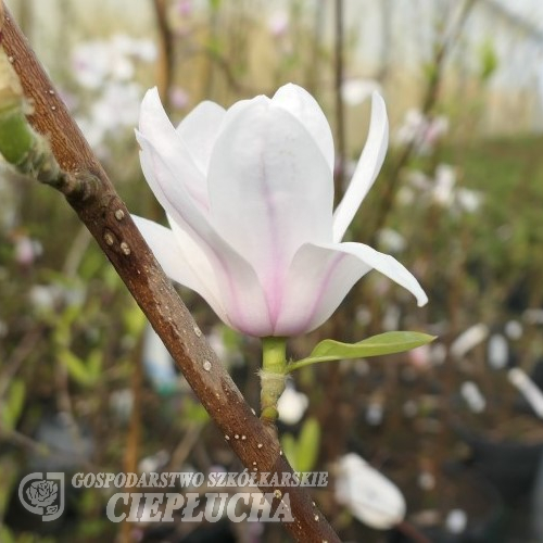 denudata 'Minfor' FESTIROSE - Магнолия голая; магнолия обнажённая; - Magnolia denudata 'Minfor' FESTIROSE